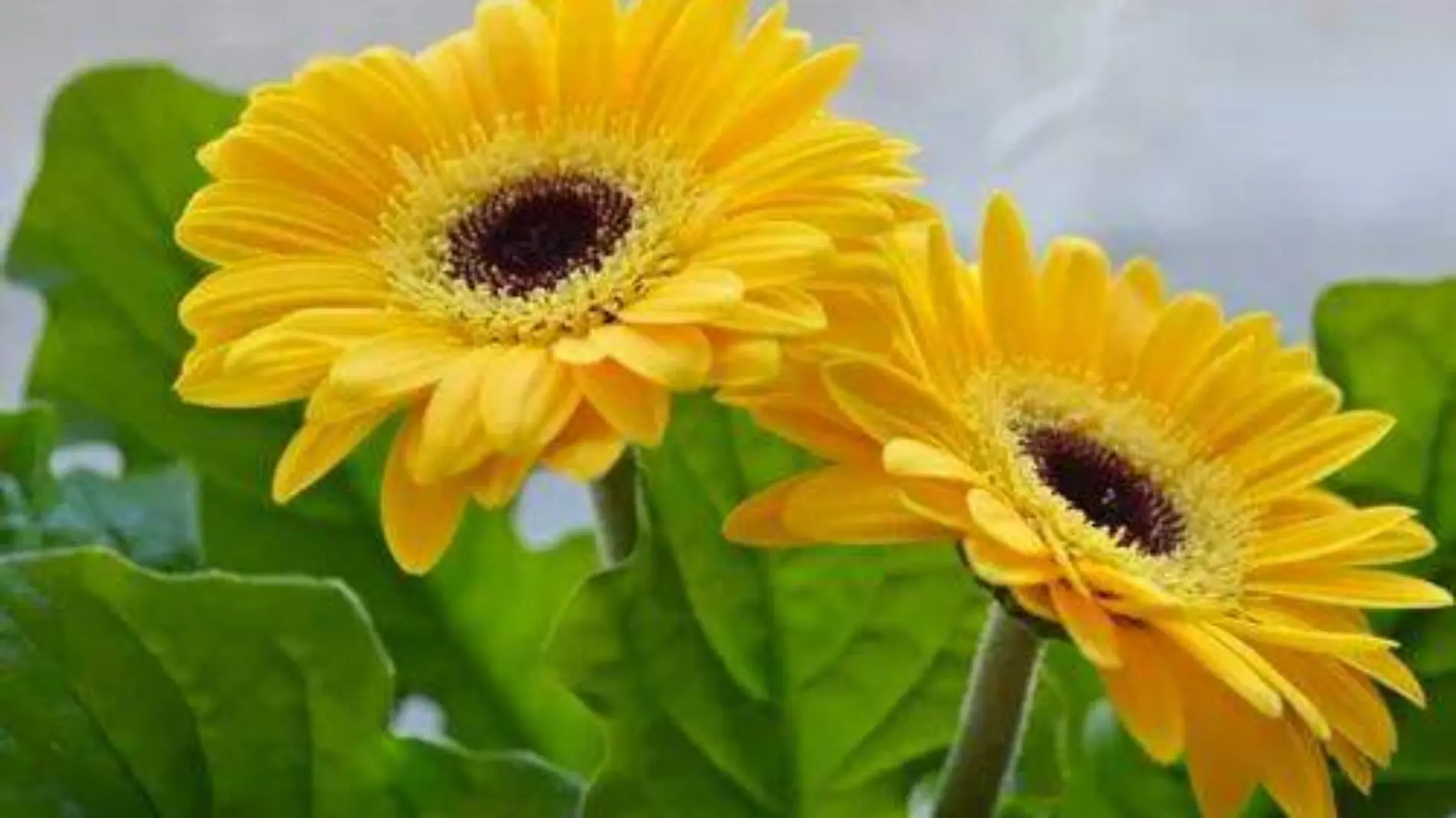 Gerberas Amarillas